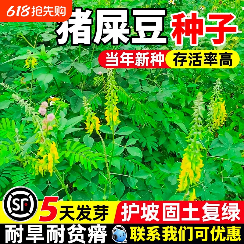 猪屎豆种子修复护坡固土草籽耐贫瘠边坡复绿工程绿化灌木种籽牧草