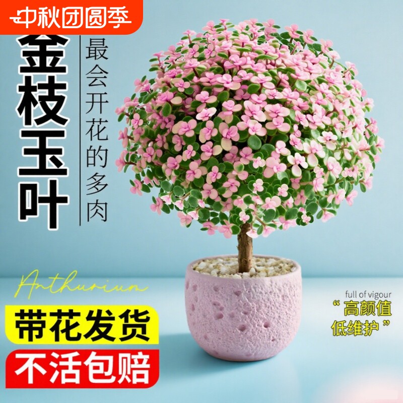 金枝玉叶盆栽老桩多肉水培植物花卉绿植室内四季好养客厅造型花盆图片