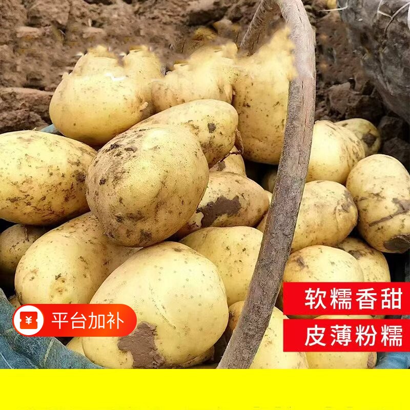 土豆新鲜2026年新货现挖黄新黄皮洋芋5斤包邮蔬菜马铃薯