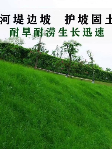 Семена травы долины четыре сезона Changqingguo собака Гранитная трава