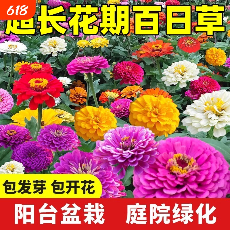 百日草花籽四季百日菊种子庭院阳台开花盆栽野花组合花卉花种籽子