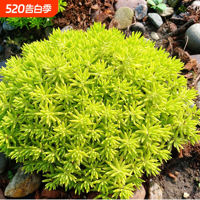 黄金佛甲草皮盆栽耐寒四季地被花镜植物庭院假山造景小叶阳台种植