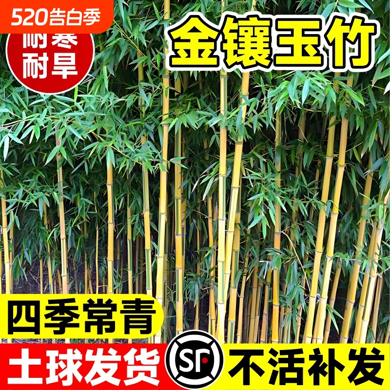 竹子苗金镶玉竹庭院四季常青植物盆栽黄金竹苗罗汉竹紫竹毛竹耐寒