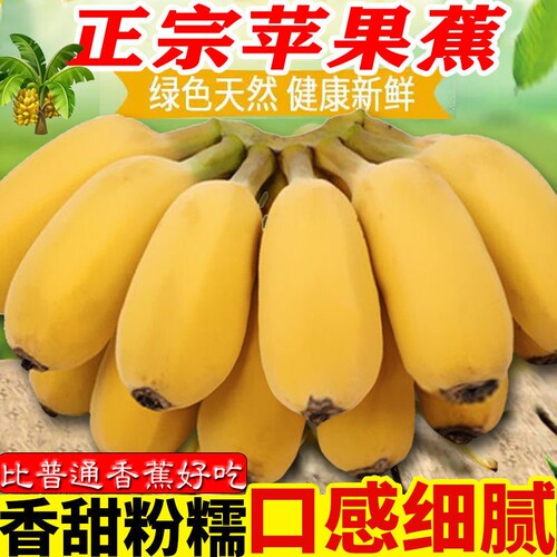 广西正宗苹果蕉5斤 banana新鲜香蕉粉蕉自然熟当季非小米芭蕉香焦