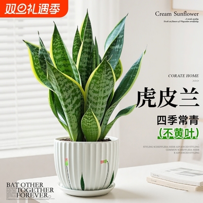 金边虎皮兰盆栽绿植多肉易活好养