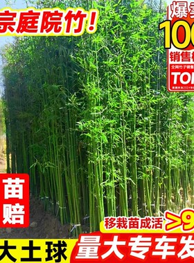 竹子苗庭院四季耐寒植物竹子盆栽紫竹苗罗汉竹绿植凤尾竹金竹客厅
