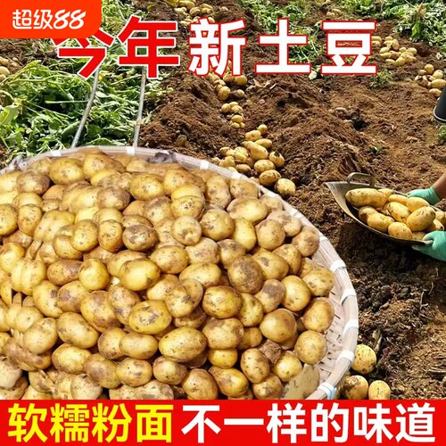 恩施小土豆现挖新鲜黄心