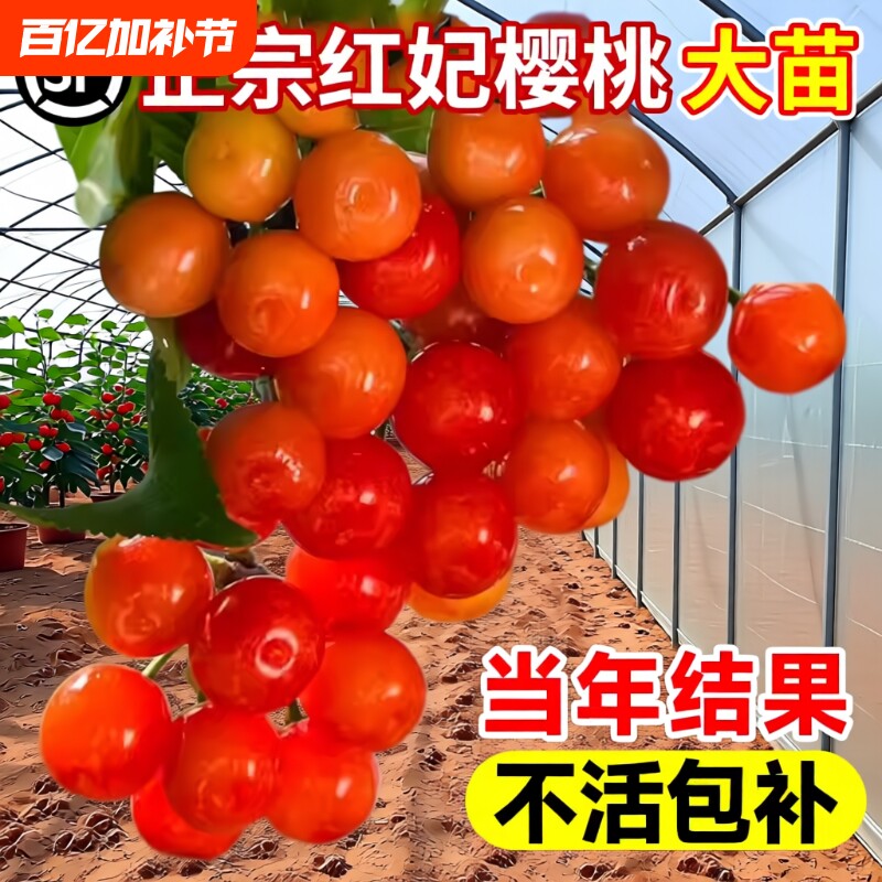 樱桃树大樱桃苗小土樱桃苗车厘子红妃果苗盆栽种植嫁接小樱庭院