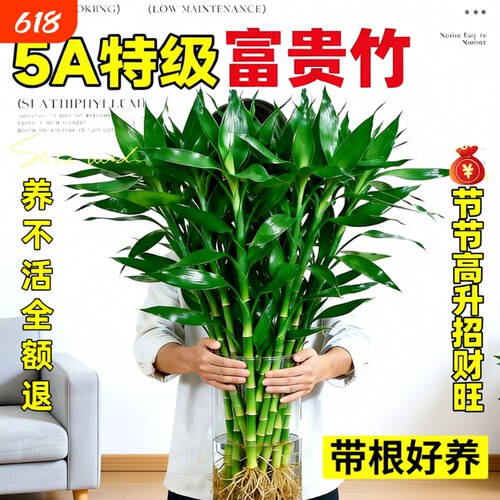 特级富贵竹带根水培植物客厅招财室内花卉绿植观音竹转运竹子盆栽