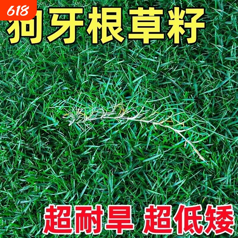 狗牙根草籽带壳脱壳净籽耐踩踏四季常青护坡固土庭院绿化草坪种子