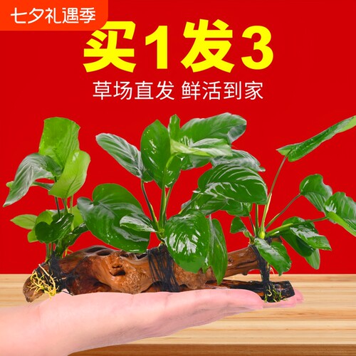 水榕沉木鱼缸造景|超1.1万次加购