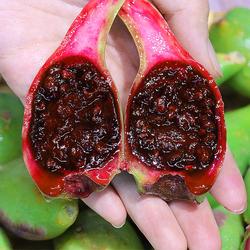 海南仙人掌果实仙桃整箱2斤南方野生果应当季罕见热带水果食用