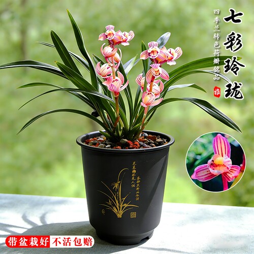 建兰荷瓣七彩玲珑四季兰花苗夏带花苞室内好养浓香味花卉绿植盆栽