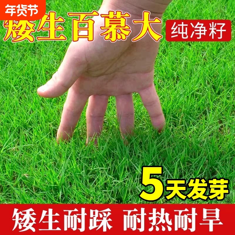 矮生百慕大草坪草籽草种子四季常青耐热耐践踏免修剪绿化护坡固土