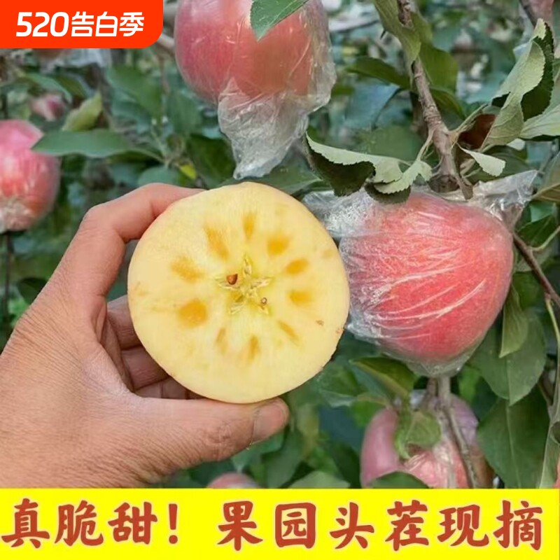 【脆甜】山西红富士苹果新鲜冰糖心丑苹果当季应季时令水果一整箱