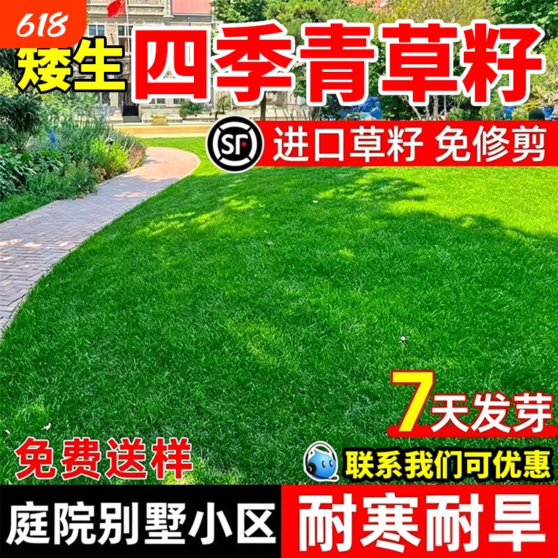 矮生四季青草籽耐寒耐旱庭院别墅工程绿化小区公园耐践踏草坪种子