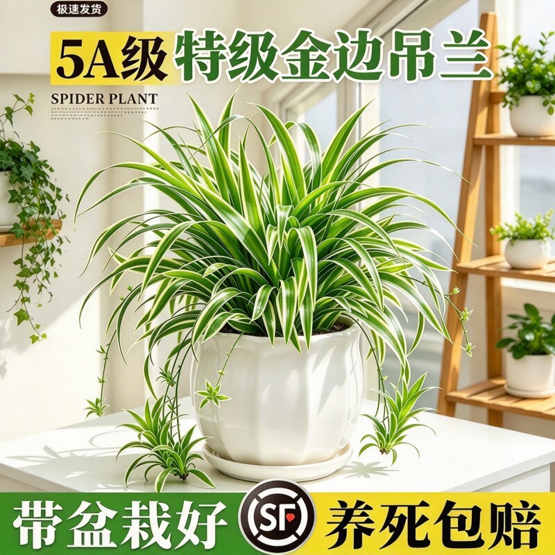 大盆金边吊兰盆栽净化空气四季常青办公室桌面绿植花卉绿萝好养活