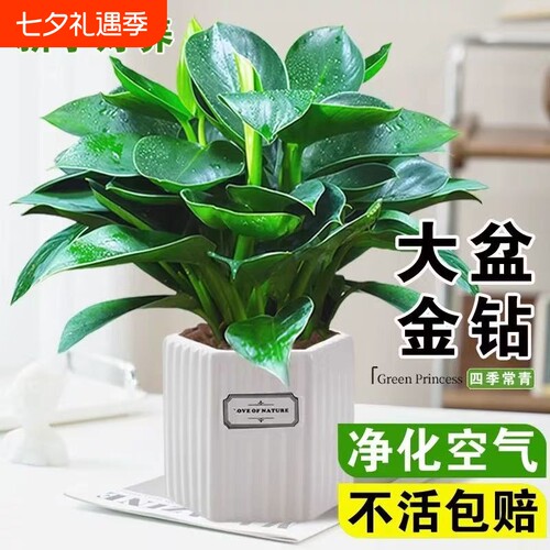 大金钻盆栽水培植物室内绿萝箩绿植多肉大叶植物除甲醛客厅办公室