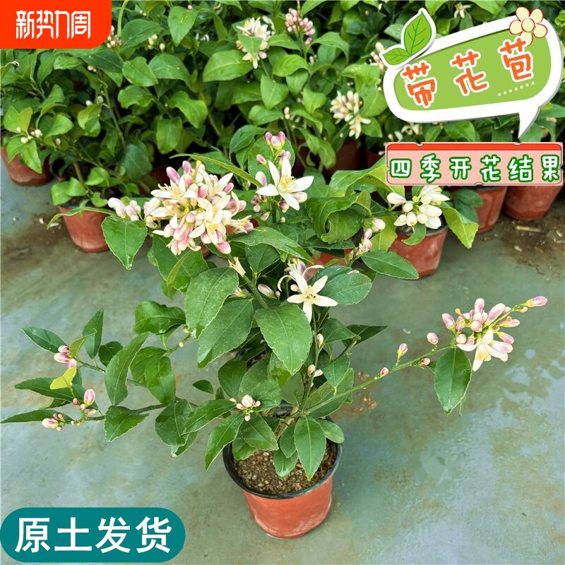 柠檬树苗柠檬苗香水柠檬树果苗四季结果绿植盆栽阳台广东柠檬果苗