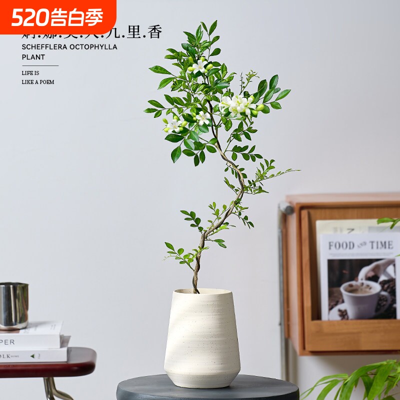 婀娜美人九里香盆栽办公室内花卉绿植盆景四季植物好养活老桩造型