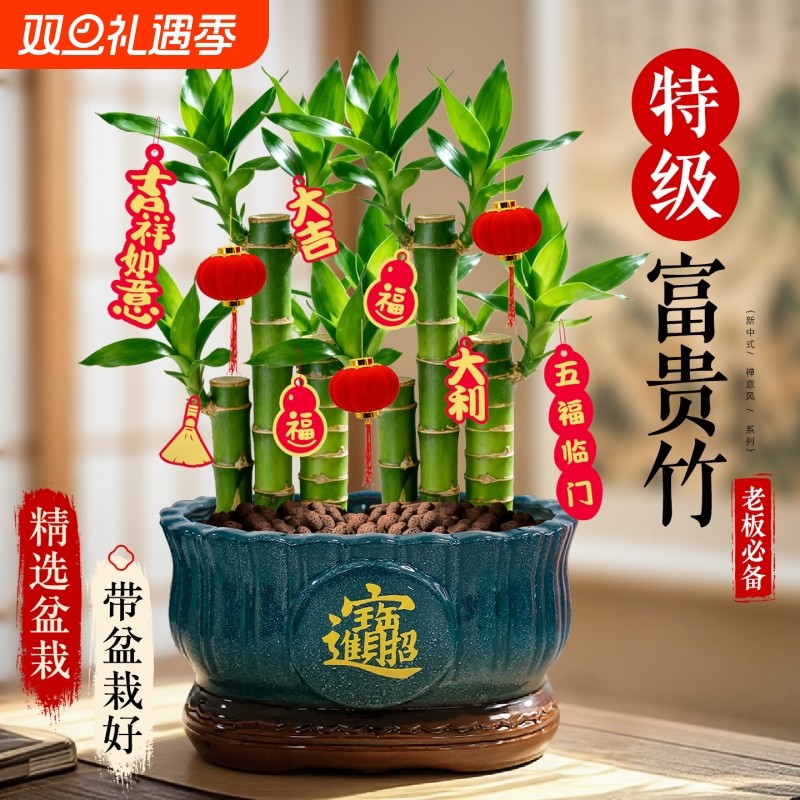 特级步步高富贵竹大盆栽年宵旺宅绿植物客厅招财桌面摆件转运盆景