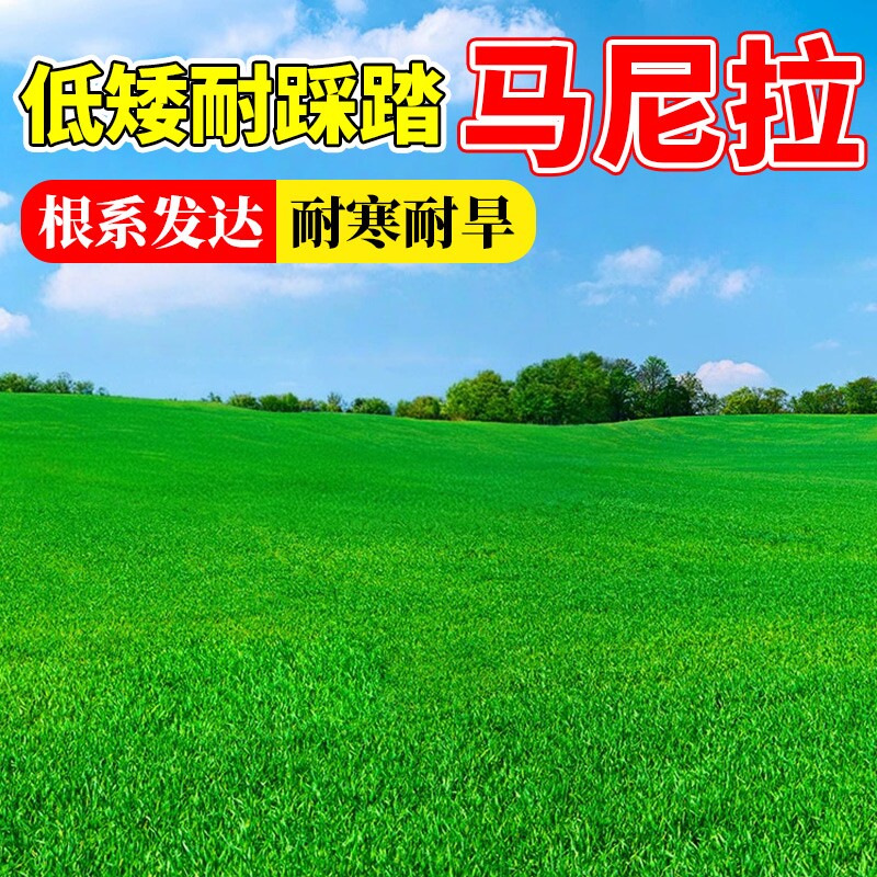 马尼拉草籽矮生四季常青庭院绿化草坪草皮真草青草台湾草护坡耐寒
