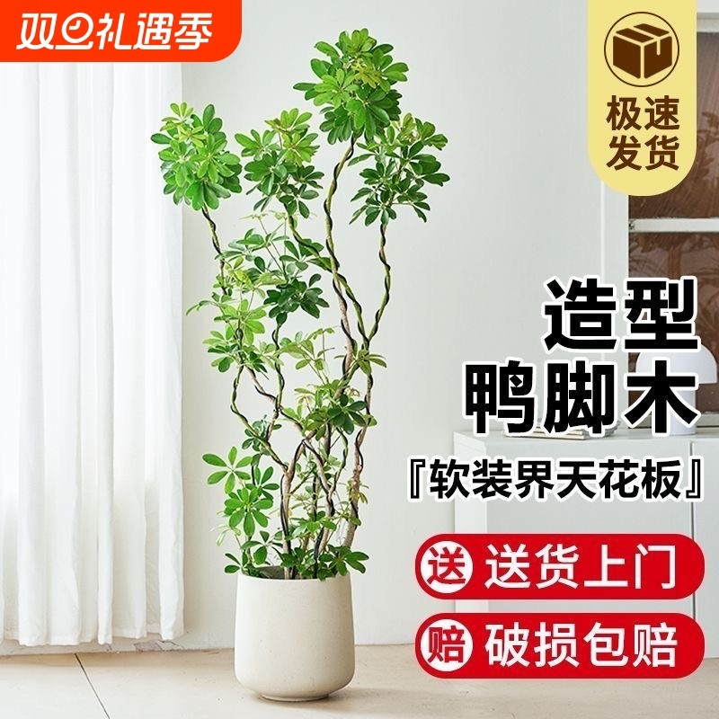 造型鸭脚木客厅大盆栽室内植物鸭掌木八方来财好养鹅掌柴绿植玄关