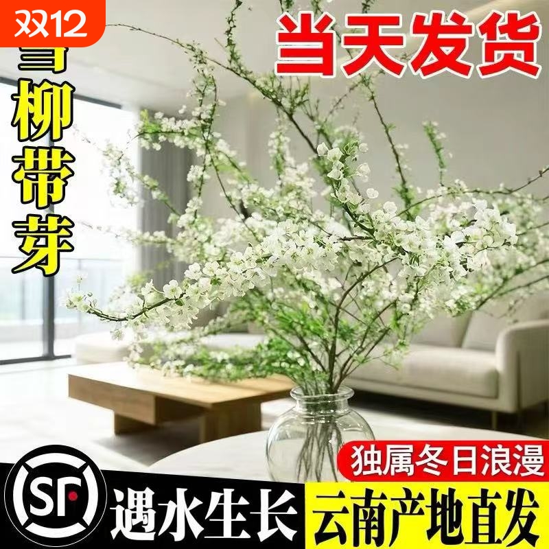 雪柳鲜枝带花苞干枝水养插花水培