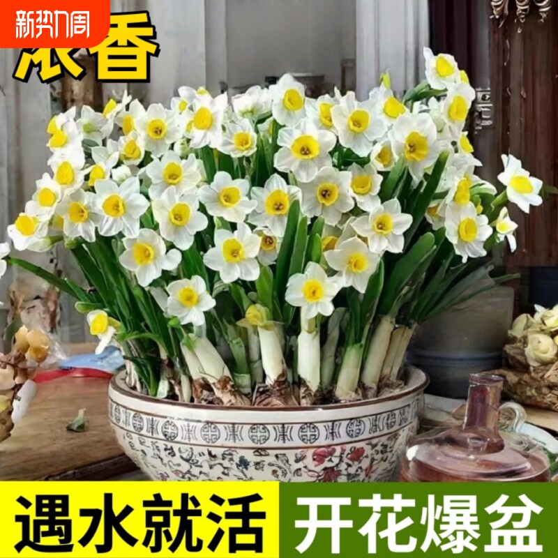 水仙花种球耐寒花卉水培水养植物阳台室内外好养活漳州水仙花盆栽