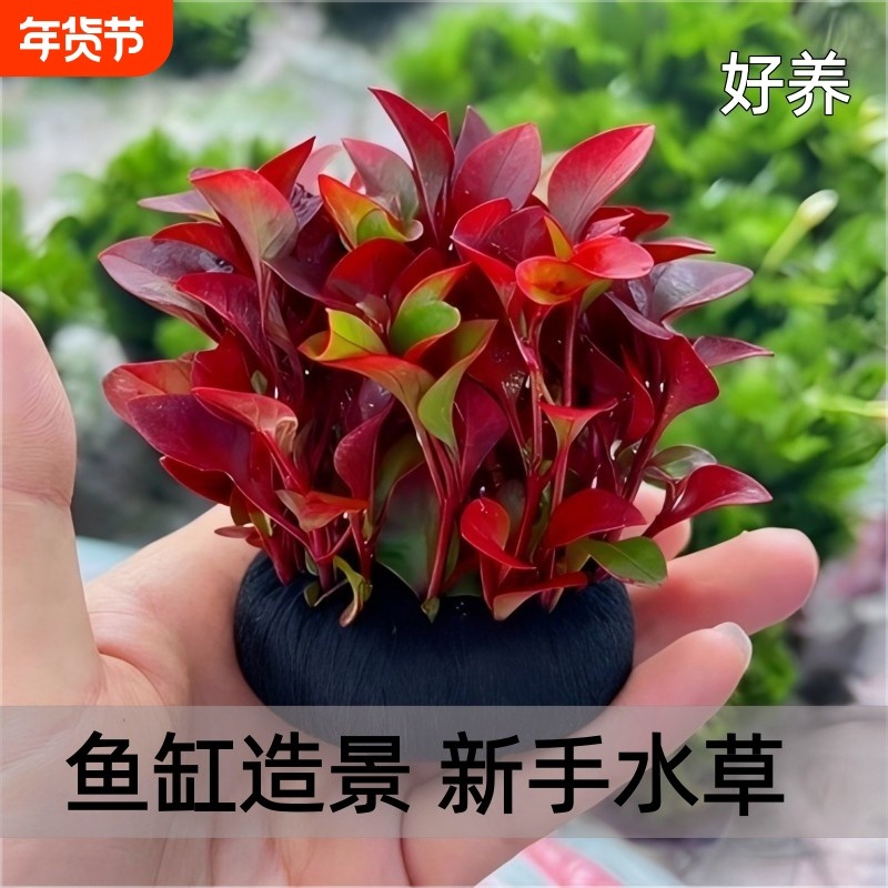 鱼缸坨草红波造景水草场直发懒人水培增氧阴性淡水草植物好养活