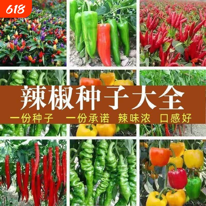辣椒种子苗子青椒线杭椒朝天椒早熟高产家庭蔬菜种植盆栽阳台庭院