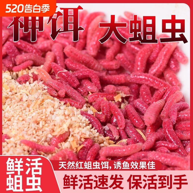 秋冬红蛆虫石斑马溪流口野钓白条公鱼鲫鱼饵料鲜活钓鱼活饵石斑鱼