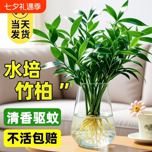 驱蚊竹柏水培植物室内水养富贵竹绿植花卉盆栽办公室四季常青客厅