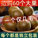 羅漢果干果獨立包裝 旗艦店廣西桂林特產泡茶泡水喝大果花茶 正品