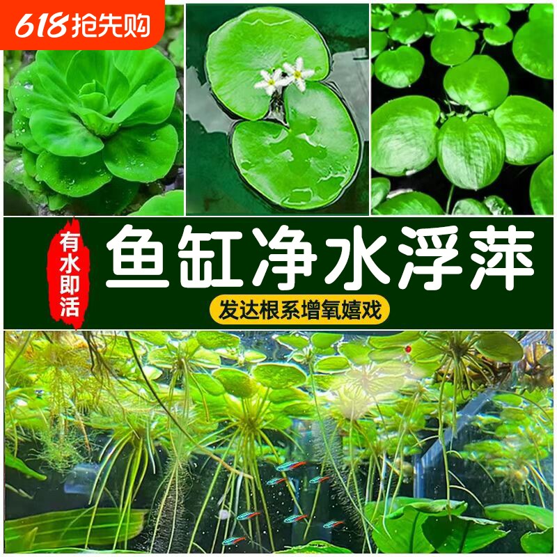 水草
