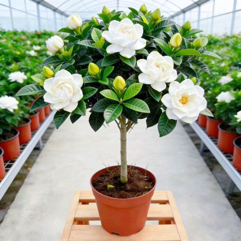 独杆棒棒糖牡丹栀子花盆栽花卉植物室内阳台浓香型树苗好养客厅