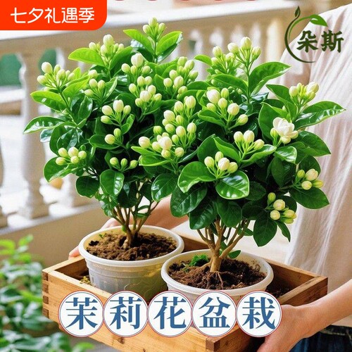 茉莉花盆栽树苗鲜花卉植物重瓣绿植室内花苗客厅水培开花办公室