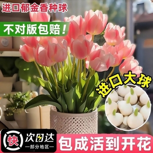 郁金香种球水培花卉盆栽进口重瓣郁金香四季 开花室内水养土培好活