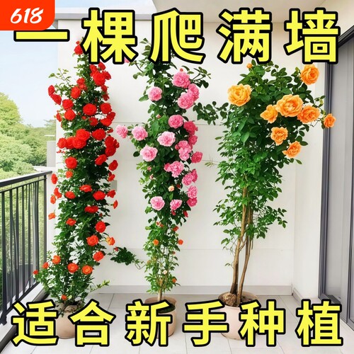 藤本月季特大花苗浓香庭院蔷薇爬藤植物花卉盆栽多季开花阳台小苗