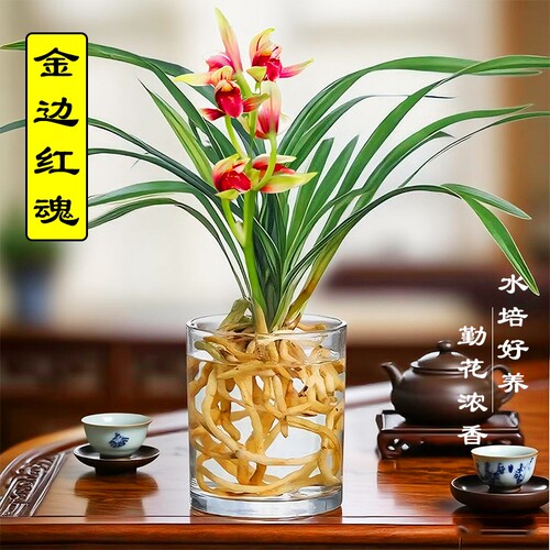 水培植物金边兰花苗红魂建兰夏带花好养室内浓香苔藓球盆栽客厅