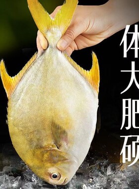 新鲜冷冻特大金鲳鱼鲜活金昌鱼冰鲜海鱼海鲜水产深鲳鳊平鱼晶鱼海