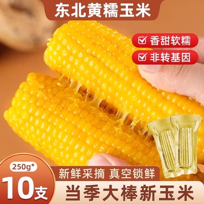 黑龙江黄糯玉米清香甜糯