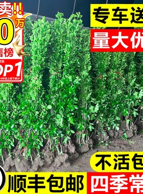 冬青树苗围墙篱笆植物大叶北海道黄杨苗四季常青耐寒庭院绿篱绿化