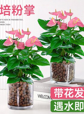 水培植物粉掌盆栽带花红掌白掌风顺花卉鲜花室内好养绿植四季开花