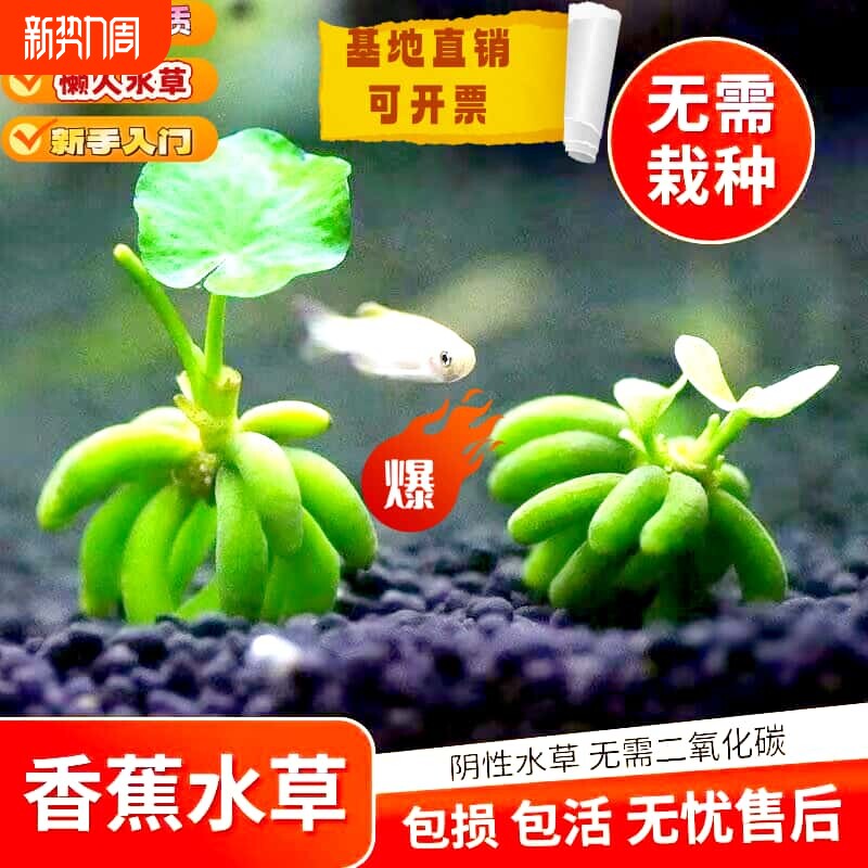 水生香蕉阴性水草鱼缸专用懒人鱼缸造景增氧净化水质鲜活水培植物