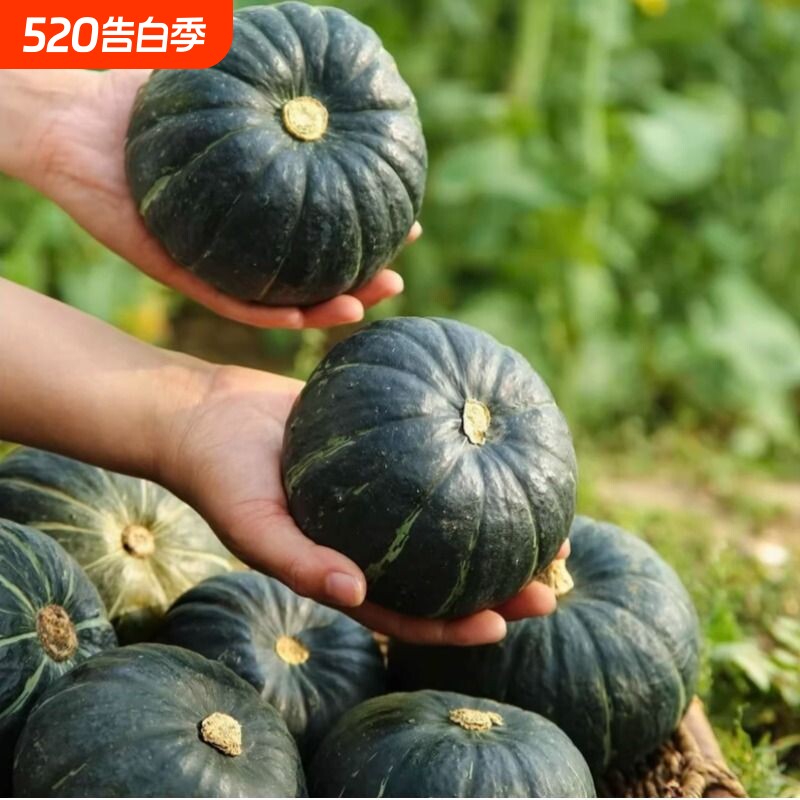 【5斤亏本卖】贝贝南瓜正宗小南瓜板栗味老南瓜新鲜甜糯南瓜辅食