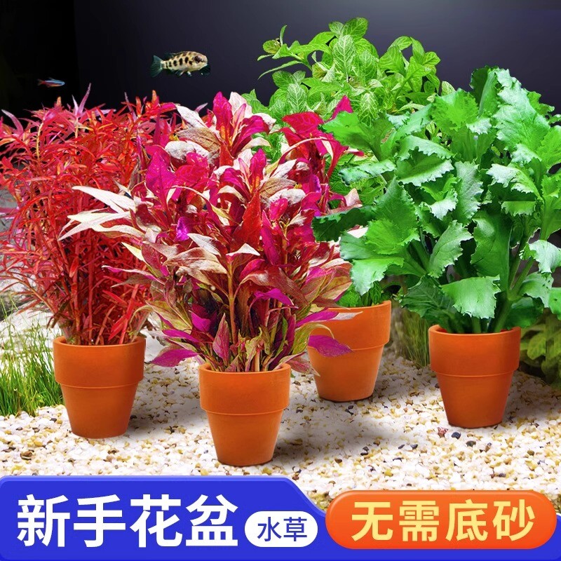 小花盆水草鱼缸造景专用绿菊水培真草阴性水草植物青竹水质套餐