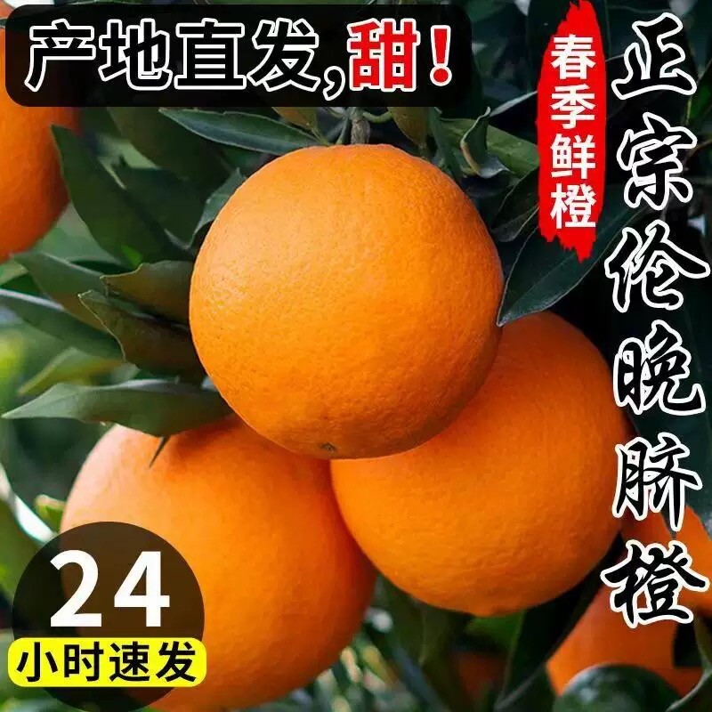 正宗伦晚脐橙春橙秭归橙子当季新鲜水果整箱果冻甜榨汁大果现摘