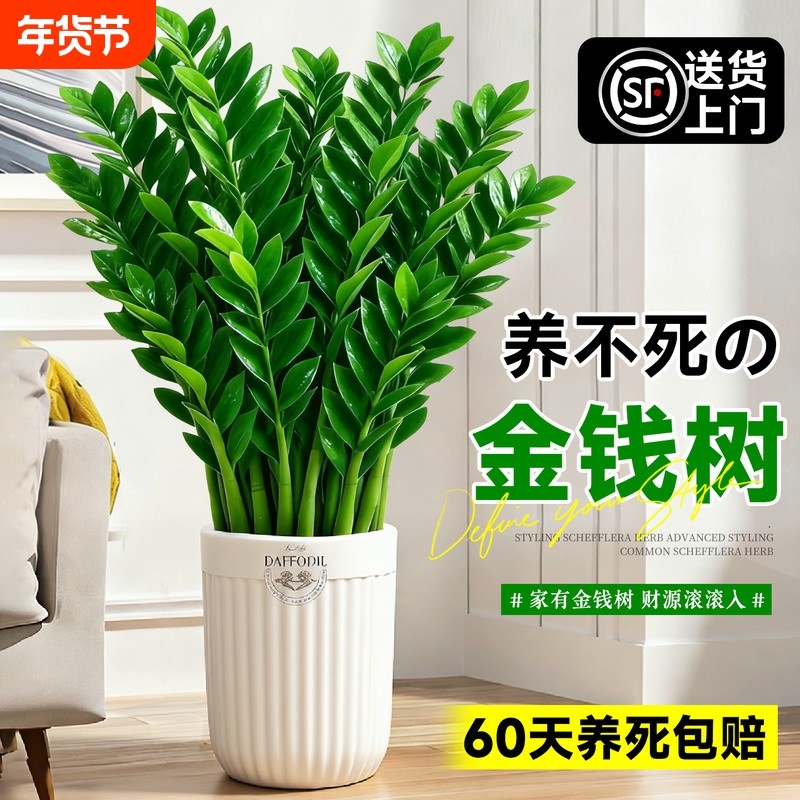 金钱树客厅大盆栽室内大型绿植旺宅树高端大气落地真花植物办公室,鲜花速递/花卉仿真/绿植园艺,大型绿植/成品组合盆栽,淘宝优惠券,粉丝福利购,淘宝优惠卷