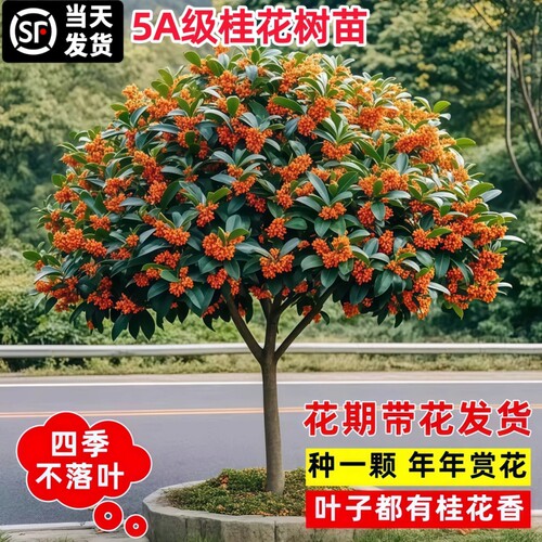四季桂花树苗金桂庭院地栽盆栽八月丹桂花卉绿植物耐寒开花花期